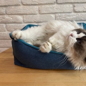 Kočky mají rády návštěvníky a těší se z jejich společnosti.