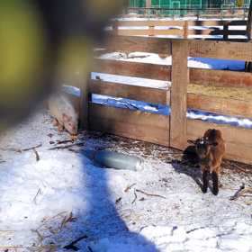 Zbytky rakety vedle zvířat v Ekoparku.