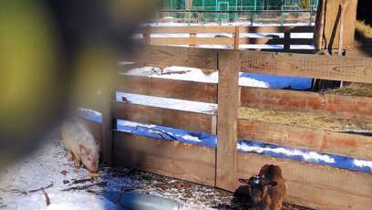 FOTO: Zbytky rakety vedle zvířat v Ekoparku.