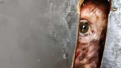 FOTO: Válkou trpí nejen lidé, ale i zvířata.