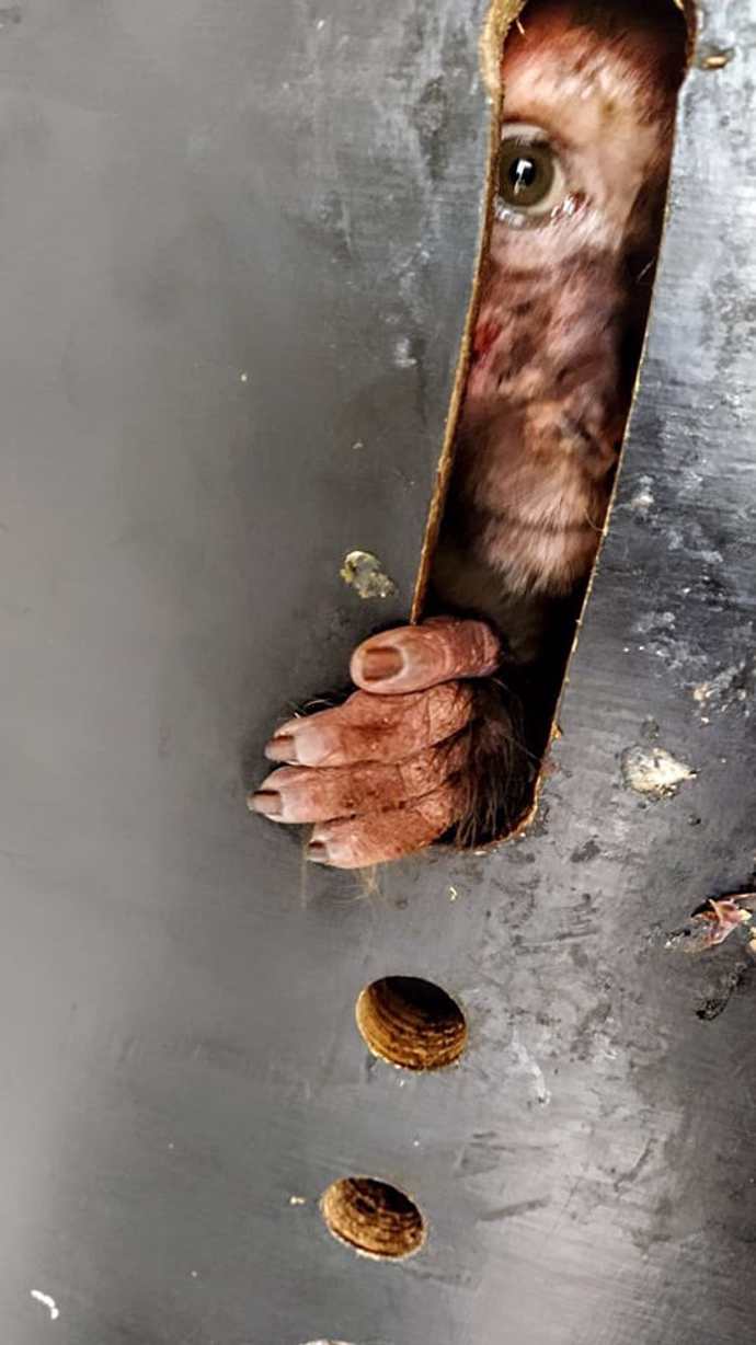 FOTO: Válkou trpí nejen lidé, ale i zvířata. – stránka 1020