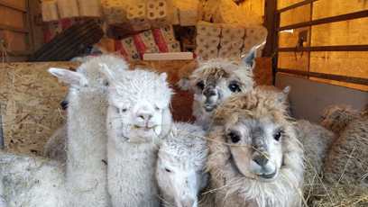 FOTO: Lamy v Ekoparku v Charkově.