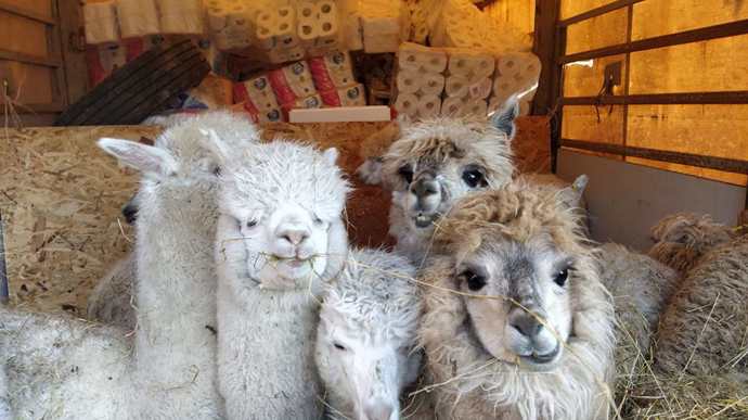 FOTO: Lamy v Ekoparku v Charkově. – stránka 1019