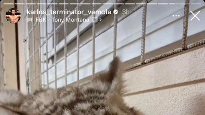 FOTO: Karlos Vémola má doma další šelmu. Údajně jen na zájpůjčku.