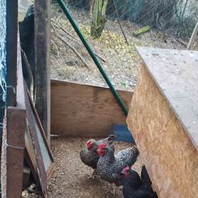 Na své slepičky je hrdý.