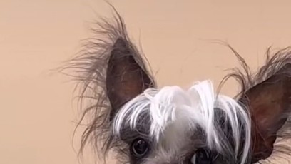 FOTO: Její pes nerozumí, proč musí žít v krytu.