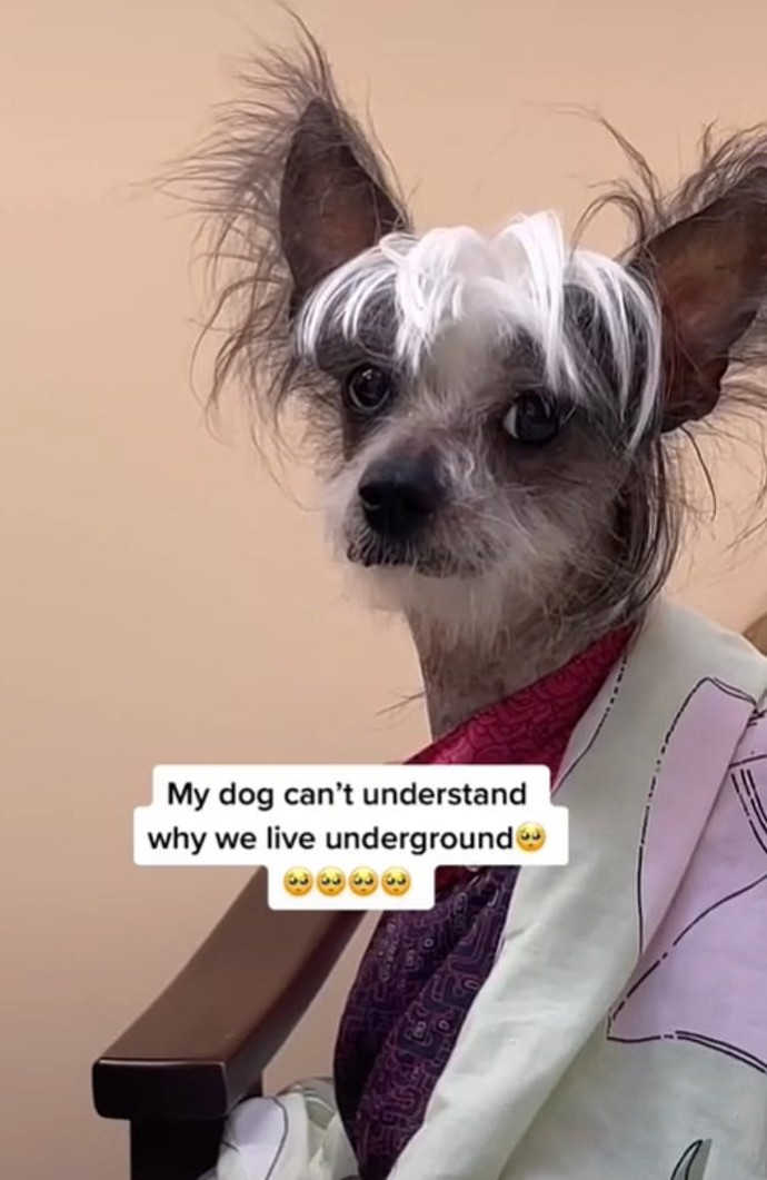 FOTO: Její pes nerozumí, proč musí žít v krytu. – stránka 1412