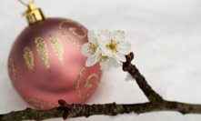 Dvacet dní před Vánoci se řežou barborky.