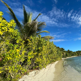 Přírodní krásy džungle v Karibiku braly dech, avšak skrývají i nebezpečnou faunu.