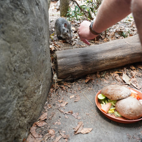 První dostala Prašivka.