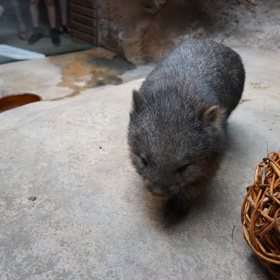 Navštívit můžete i vombata.