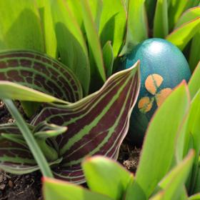 Používáte k barvení vajec přírodní barvy?