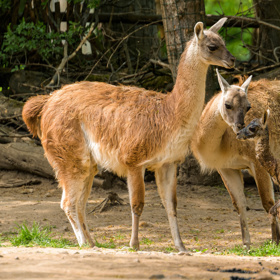Čerstvě narozenou lamu guanako si hned přišly prohlédnout zvědavé členky stáda.