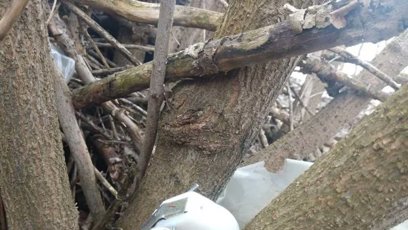 FOTO: Výbušniny jsou často připevněné ke stromům.