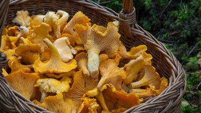 FOTO: Košík plný lišek.