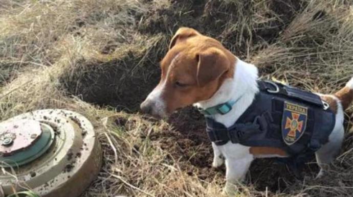 FOTO: Pes Patron pomáhá vyhledávat výbušniny. – stránka 1255