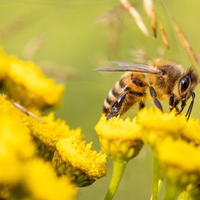Pampeliškový med krásně nahradí ten včelí.