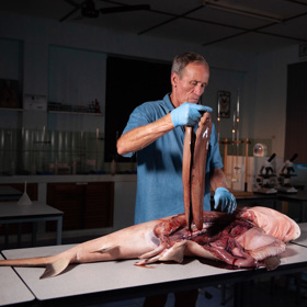 Prima ZOOM uvede pořad Když žraloci útočí.