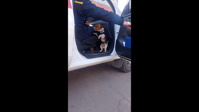 FOTO: Jack Russel teriérovi jsou dva roky. – stránka 1253