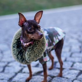 Její pejsek má stylové oblečky.