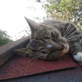Umění odhadnout, jak se vaše kočka cítí, navíc posiluje pouto mezi vámi a vašim mazlíčkem.