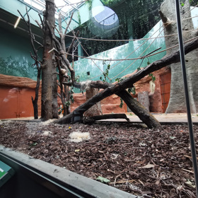 Nové zázemí pro gorily