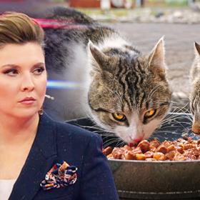 Skabejevová také prohlásila, že zoufalí Britové jedí kočičí žrádlo.
