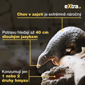 Pražská zoologická zahrada má v péči luskouny krátkoocasé. Chov v zajetí je však extrémně náročný.