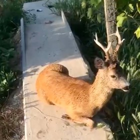 Kvůli proboření přehrady trpí i zvířata.