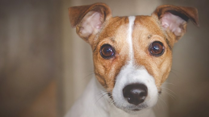 FOTO: Jack Russell teriér – stránka 118