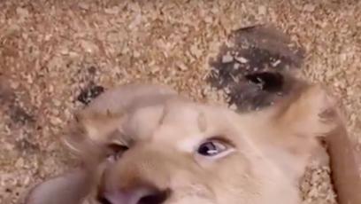 FOTO: Karlos Vémola