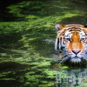 Tygr umí plavat a šplhat po stromech naprosto dokonale.