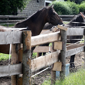 Pořad Farmář hledá ženu dává šanci najít skutečnou lásku v tvrdých podmínkách práce v přírodě.