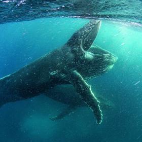 Záběry z dokumentu Our Planet.