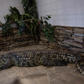 Krokodýlici dal nedávno do zoo.