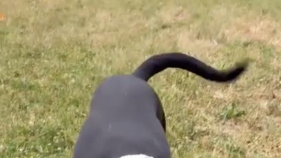 FOTO: Hanychová dala pejska do psího hotelu.