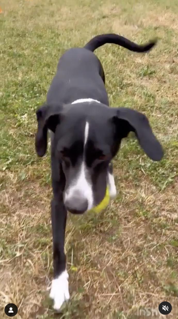 FOTO: Hanychová dala pejska do psího hotelu. – stránka 2460