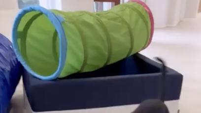 FOTO: Bonie je v psím hotelu.