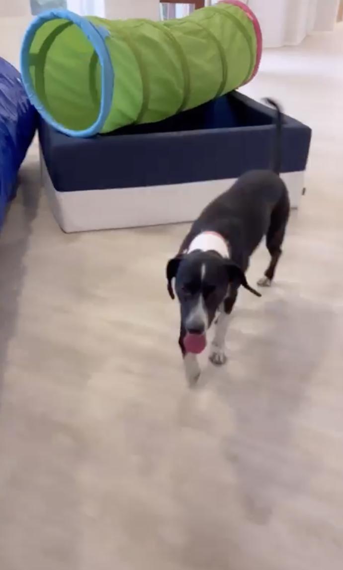 FOTO: Bonie je v psím hotelu. – stránka 2458