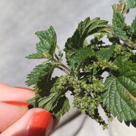 Pokud nestihnete květnový termín sběru, je tu možnost sběru takzvané otavové kopřivy, což znamená, že když staré kopřivy posekáte, vyrostou nové – a ty už pro léčebné účely vhodné jsou. 