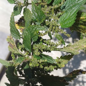 Sběr kopřiv přináší mnoho benefitů. 