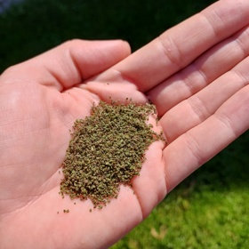 Kopřivová semínka obsahují karotenoidy, chlorofyl, nenasycené mastné kyseliny, vitaminy A, B, C a E, z minerálů pak draslík, vápník a železo. 