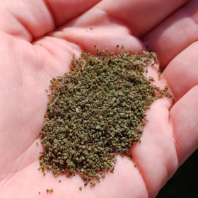 Podle lidových léčitelů i vědců působí kopřivová semínka proti stresu a únavě, podporují vitalitu organismu, posilují nehty a vlasy, zlepšují krvetvorbu, jsou prevencí ledvinových kamenů, ulevují při artritidě, zánětech močových cest i problémech s prostatou. 