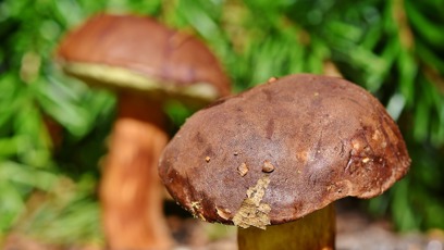 FOTO: Houbová sezóna je letos bohatá.