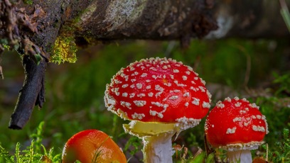 FOTO: Muchomůrky červené.