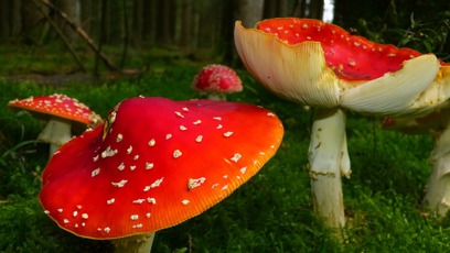 FOTO: Muchomůrky červené.
