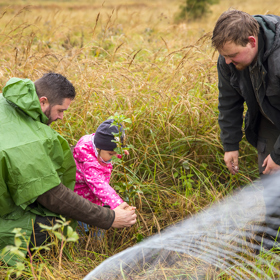 Brdské stromsázení