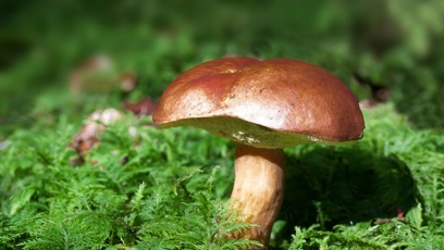 FOTO: Houbová sezóna je letos bohatá.