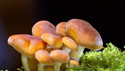 FOTO: Houbová sezóna je letos bohatá.