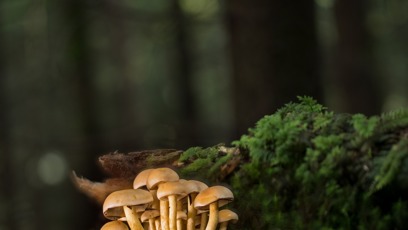 FOTO: Houbová sezóna je letos bohatá.